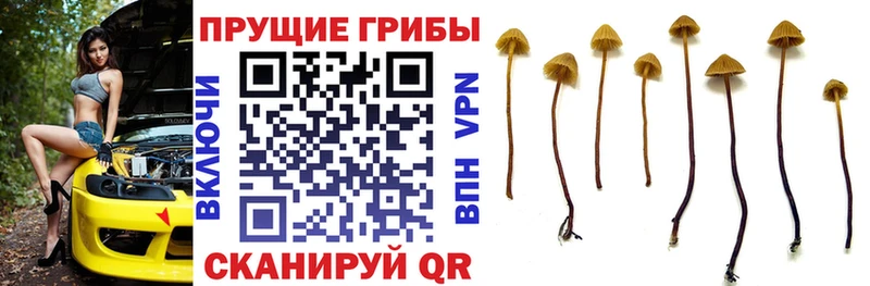 закладка  Тула  Псилоцибиновые грибы Magic Shrooms 